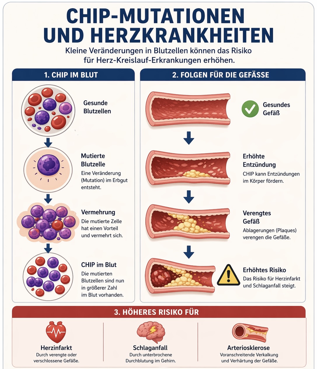 Featured image for “CHIP-Mutationen als Risikofaktor für Herzkrankheiten – was steckt dahinter?”